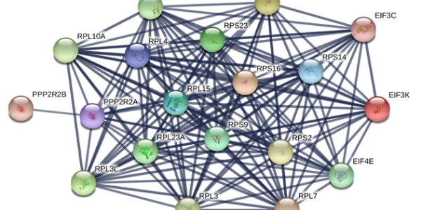 Network diagram of differentially expressed proteins in Descemet membrane 