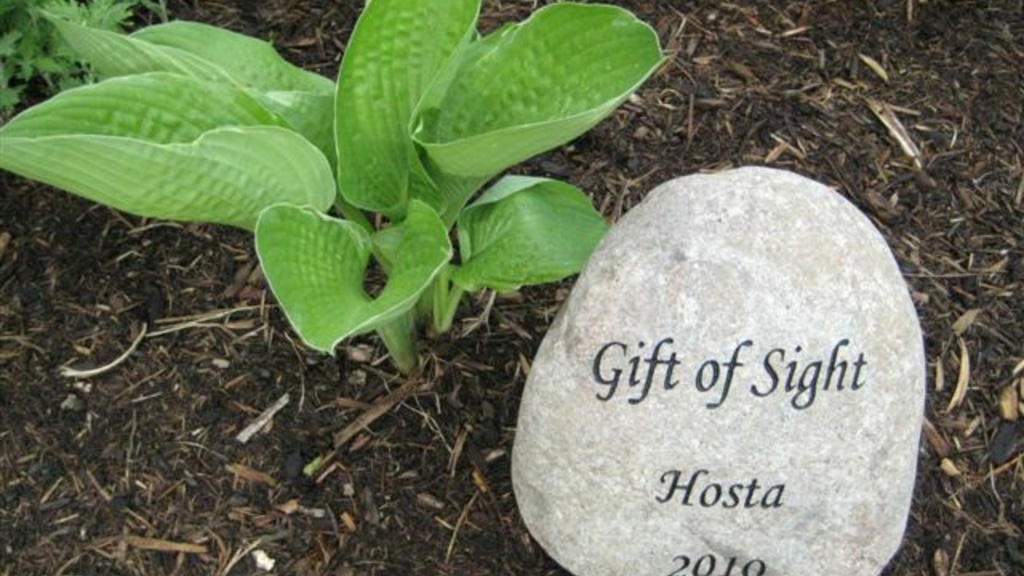 Gift of Sight Hosta